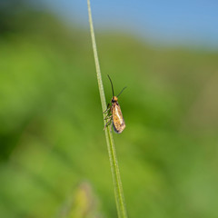 Micropterix calthella, the marsh marigold moth, is a species of moth belonging to the family Micropterigidae.