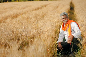 Naklejka na ściany i meble Indian farmer at golden wheat field