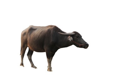 black buffalo isolated on white background and clipping path.