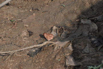 a butterfly sitting on a ground with brown background