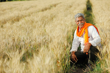 Naklejka na ściany i meble Indian farmer at golden wheat field