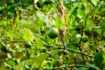 Lime orange tree in a garden