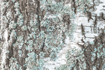 Birch bark, texture. Birch trunk close-up.