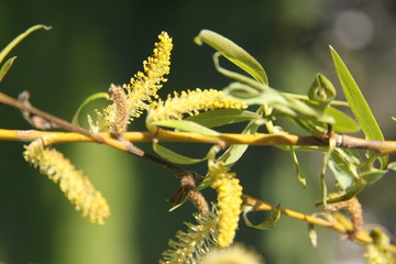 Weeping willow tree blossoms during springtime