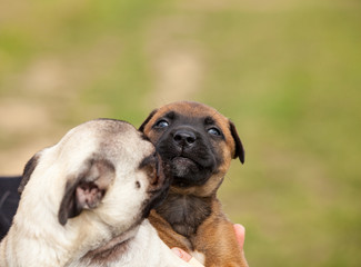 pug puppy and malinois cross puppy and bull mastiff in the hand of their mistress