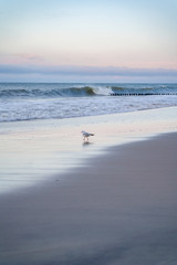 a single seagull stands on the seashore