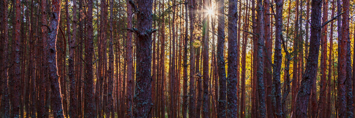 Obraz premium the sun shines through the trunks of the pines in the forest toned