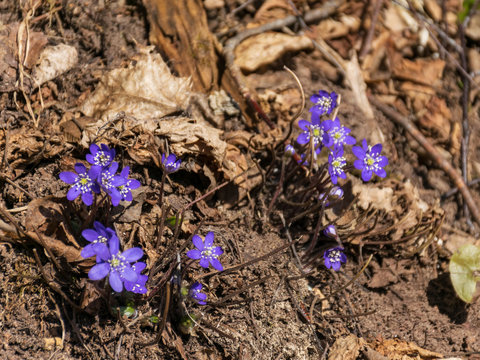 picture with the first blue spring flowers in the wild