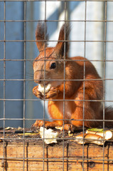 Obraz premium Squirrel in the aviary of the zoo