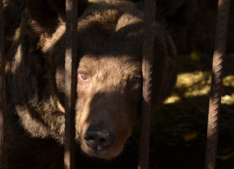 Bear in the zoo cage