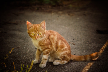 red kitten on the street