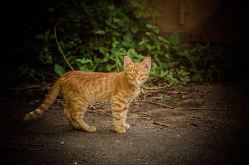 red kitten on the street