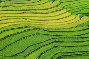 Rice fields on terraced at Tu Le Village, Yen Bai, Vietnam. Rice fields prepare the harvest at Northwest Vietnam