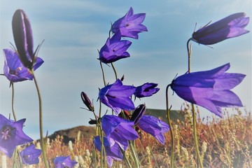 Harebells in Greenland © Patrick
