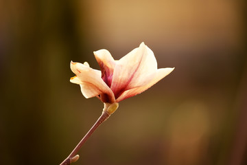 Delicate magnolia flowers in the garden. Vintage photo.
