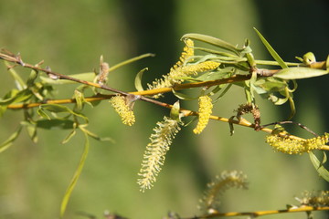 Weeping willow tree blossoms during springtime