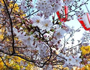 cherry tree blossom