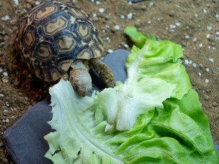 Obraz premium A baby leopard tortoise chowing down on a big lettuce leaf