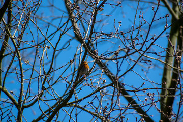 Small robin in a tree