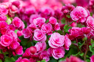 Pink Begonia flowers in the garden