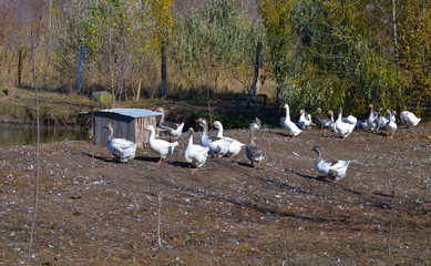 geese are walking in the yard