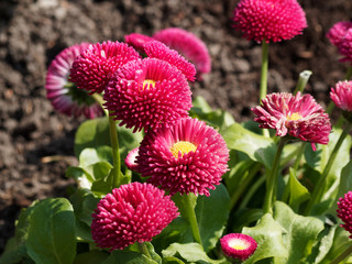 Bellis perennis Hybriden | Maßliebchen oder Gänseblümchen Rotblühende Sorte mit spatelförmigen...