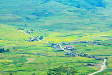Rice fields on terraced at Tu Le Village, Yen Bai, Vietnam. Rice fields prepare the harvest at Northwest Vietnam