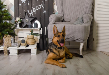 shepherd dog in the new year interior