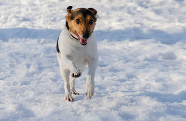 dog running in the snow