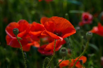 Obraz premium red poppies flowers with green stems on the field