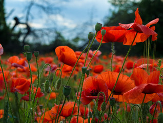 red poppies flowers with green stems on the field
