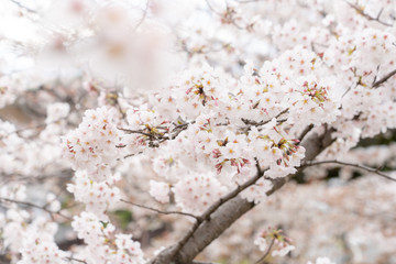 Fototapeta premium 桜