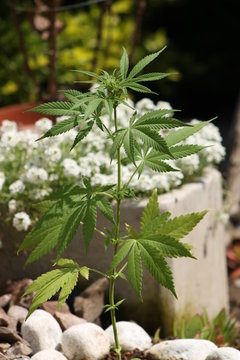 Marijuana Plant in the garden