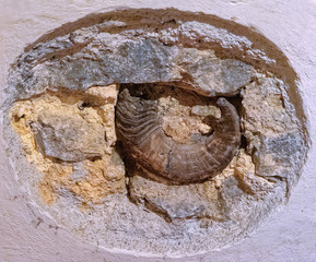 fossil in the stone