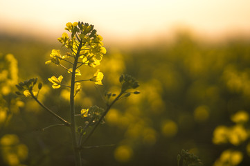 Rapsblüte
