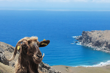 Funny furry goat at the side of the road with the sea and mountain in background