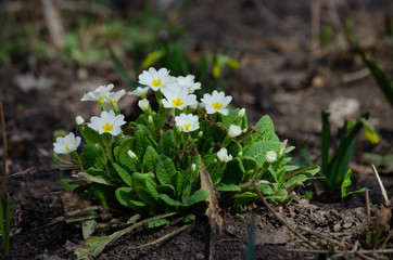 flowers grow in spring on a flower bed