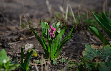 flowers grow in spring on a flower bed