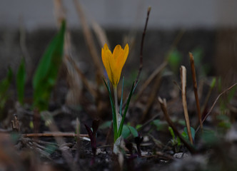 flowers grow in spring on a flower bed