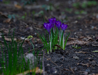 flowers grow in spring on a flower bed