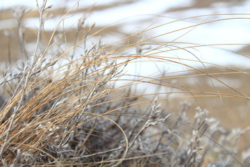 dry grass on top of a hill