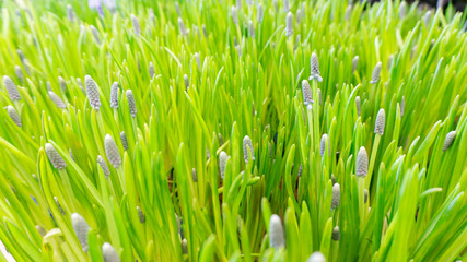 Fototapeta na wymiar Bright easter background with the texture of a grassy lawn from muscari go grape hyacinth. Close-up photograph of grass.