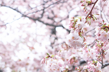 Obraz premium さくら花 つもった雪