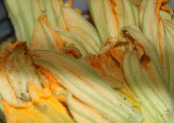 many fresh pumpkin flower(cucurbita) with white background.
