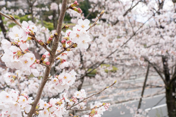 桜