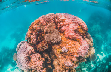 Fototapeta premium Colorful coral reef formation in clear turquoise water