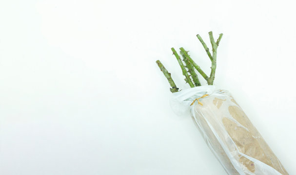 The roots of the English rose in a package for transportation and storage in winter. Selling rose roots in ecological packaging. Roots of a rose bought in an online interent store.