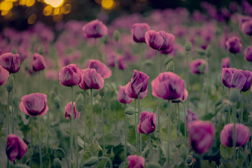 Violet poppies during the golden hours