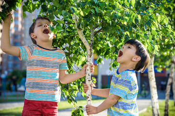 Two boys play near Birch tree buds kids has allergy to blooming tree. Healthcare concept