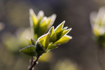 kleines Blatt am Ast